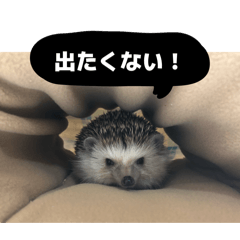 ninobo_20260620142715