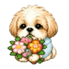 A Shih Tzu in a light blue outfit