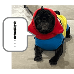 ninobo_20260620135129