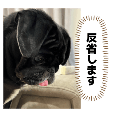 ninobo_20260620125438