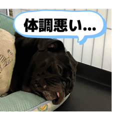 ninobo_20260620141113