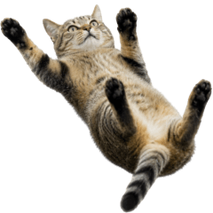 Clumsy Cat sticker