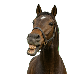 Talking Racehorses