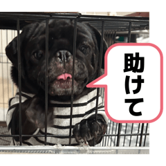 ninobo_20260622104720