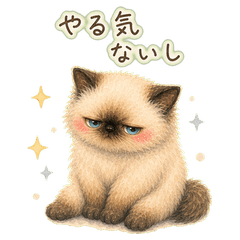 Energyless Tsundere Himalayan Cat