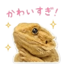 Bearded Dragon Daily Reactions