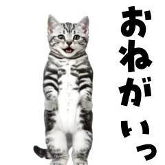 跳舞貓咪!【美國短毛貓】