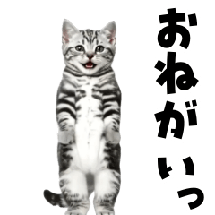 Dancing Kitty! [American Shorthair]