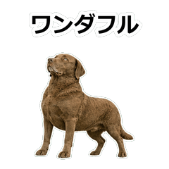 切薩皮克獵犬毒舌 1A