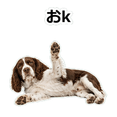 跳獵犬毒舌 1A