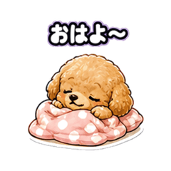 昏昏欲睡的玩具貴賓犬 TGG