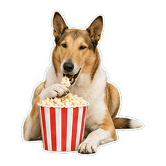 短毛牧羊犬毒舌 1A