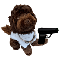 Luke the Cutest Dog2