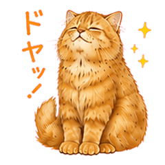 Long-haired orange tabby cat