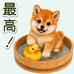 もふもふ豆柴の夏あそび