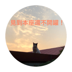 TNR CATS