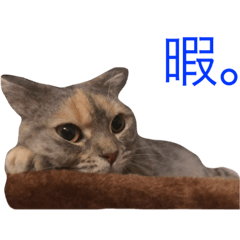 Scottish fold, Chacha