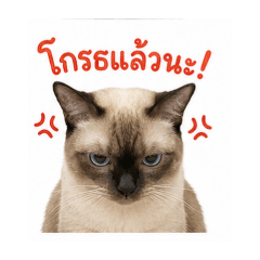 メロ✩°。⋆ぽよ専用 xPOYx LINE stickers & emoji | LINE STORE