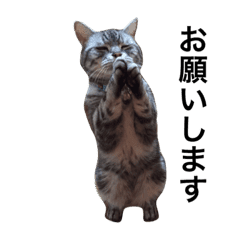 アメショーレオde日常会話 Line スタンプ Line Store