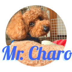 Our dog Charo 1