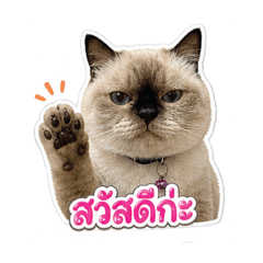 I Love Cat3