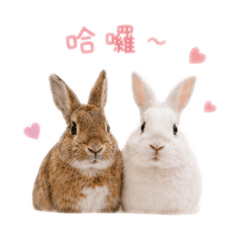 雪家兄弟Snow／Rabbit