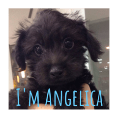 Everyday of Angelica 2