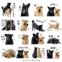 Left left & yellow yellow Dog