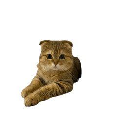 webber_meow