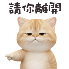 chubby chubby cat 42