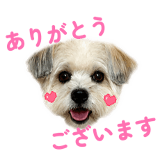 Limi_20260620222102