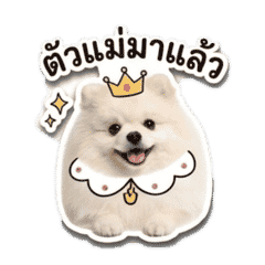 Pomeranian PIPPA Big Sticker #2