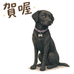 Dongdong: Taiwan Catchphrases