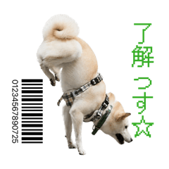 TofuMom_20260621195723