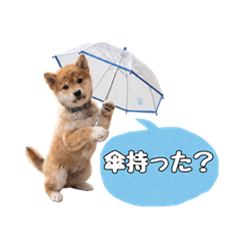 Cute Shiba Inu: Daily Weather & Chats