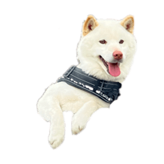 可爱的狗狗ー！