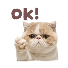 Cute Exotic Cat Stickers