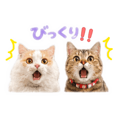 satomi0401_20260619215939