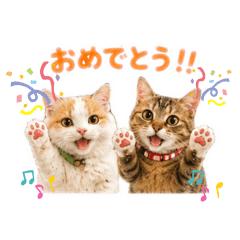 satomi0401_20260619235533