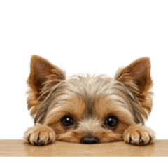 [No text]Various cute dogs6