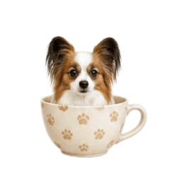 [No text]Various cute dogs7