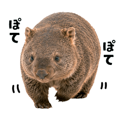 Everyday Wombat !
