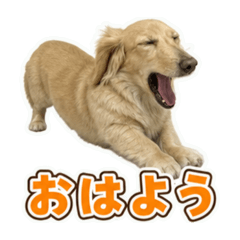 tukikoyokai_20260620153855