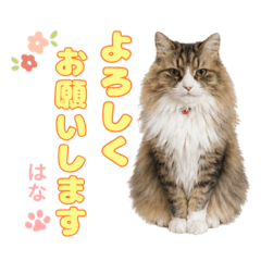 Waka_hana1