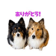 シェルティのスタンプです。