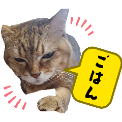 misa5_20260620155359