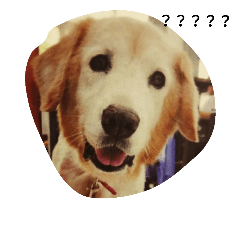 cuuute dogs