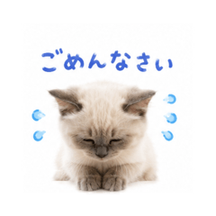 Tom_20260620190427