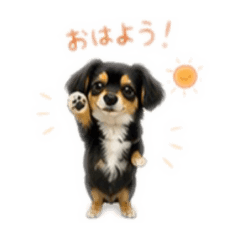 Chihuachs anmitsu