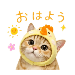 Oz, the orange tabby cat